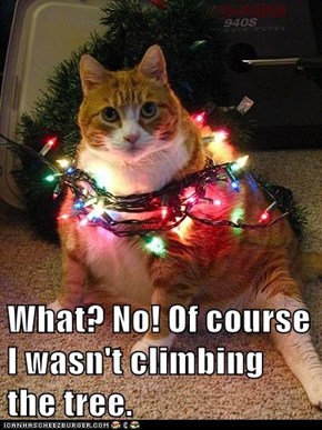 What? No! Of course I wasn't climbing the tree.