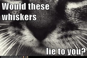 Would these whiskers  lie to you?