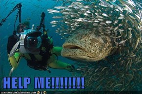 HELP ME!!!!!!!!