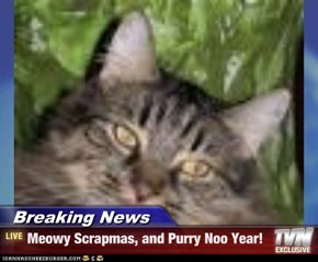 Breaking News - Meowy Scrapmas, and Purry Noo Year!