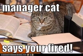 manager cat  says your fired!