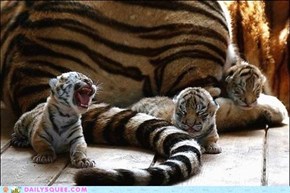 Teeny Tiny Tiger Tots
