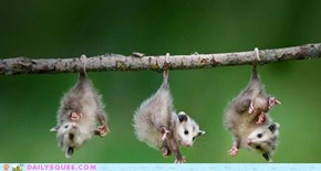 Swing Low, Squee Possum Tots