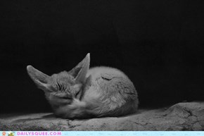 Do Fennecs Dream of Electric Squee?