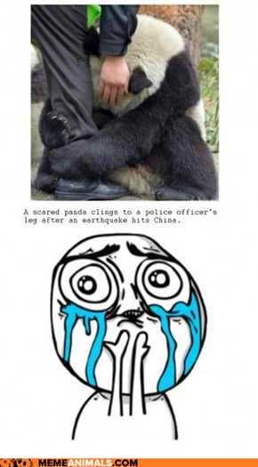 Death By Cuteness: Scared Panda Edition