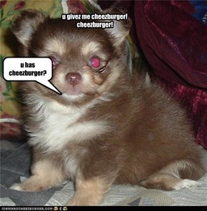 u has cheezburger?