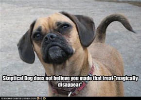 Skeptical Dog
