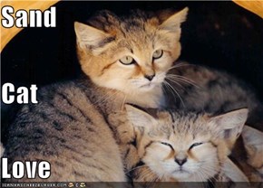 Sand  Cat Love