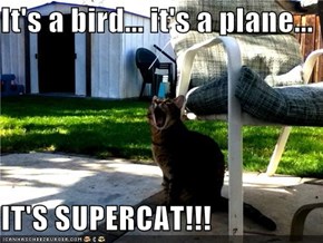 It's a bird... it's a plane...  IT'S SUPERCAT!!!