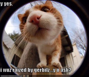 y yes,  i wuz raized by gerbilz...y u ask?