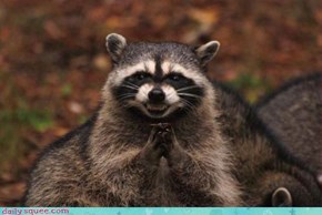 Acting like Animals: Rocky Raccoon is an Evil Tycoon