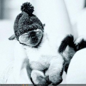 Cyoot Kitteh of teh Day: Mah Winter Hat Keeps Meh Warm n Sleepeh