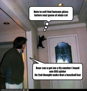 ninja cat