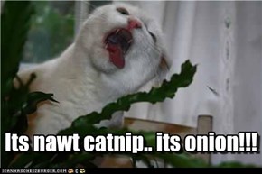 Its nawt catnip.. its onion!!!