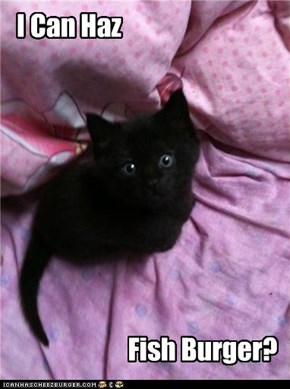 I Can Haz