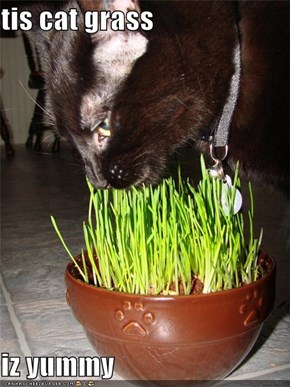 tis cat grass  iz yummy