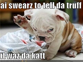 ai swearz to tell da truff  it waz da katt