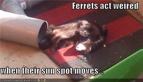 Ferrets act weired  when their sun spot moves...
