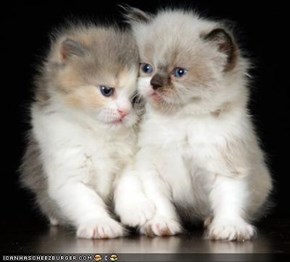 Cyoot Kittehs of teh Day: Fraternal Twinz