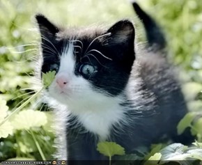 Cyoot Kitteh of teh Day: Iz Eet a Cilantro?