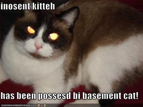 inosent kitteh  has been possesd bi basement cat!