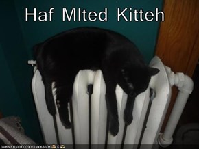 Haf Mlted Kitteh