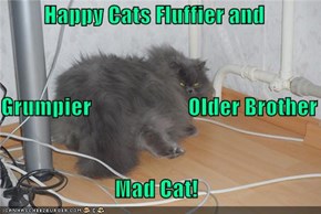 Happy Cats Fluffier and  Grumpier                      Older Brother Mad Cat!