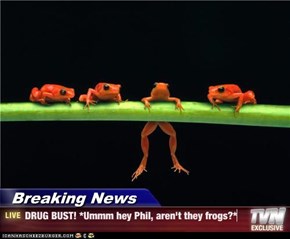 Breaking News - DRUG BUST! *Ummm hey Phil, aren't they frogs?*