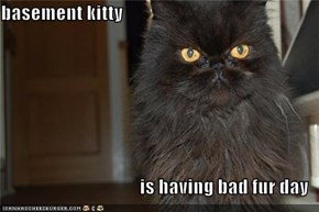 basement kitty  is having bad fur day
