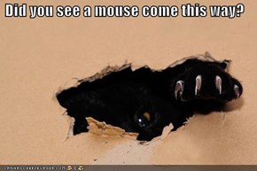 Did you see a mouse come this way?