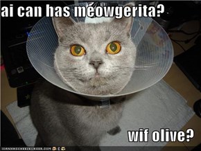 ai can has meowgerita?  wif olive?