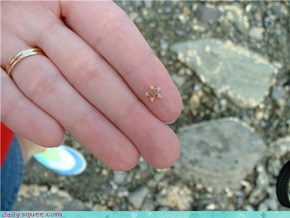 Squee Starfish