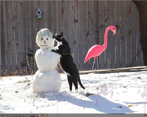 I Can Has Snowman!