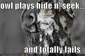 owl plays hide n' seek...  and totally fails
