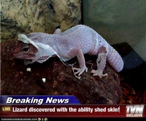 Breaking News - Lizard discovered with the ability shed skin!