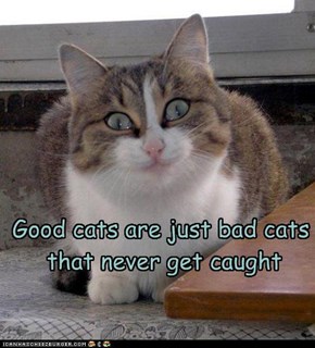 Good cats are just bad cats  that never get caught
