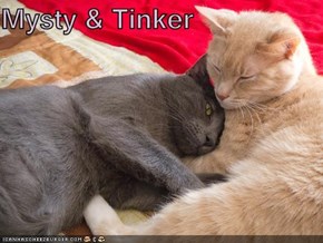Mysty & Tinker
