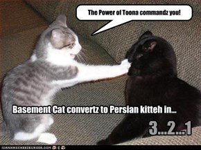 Basement Cat convertz to Persian kitteh in...
