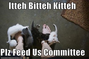 Itteh Bitteh Kitteh  Plz Feed Us Committee