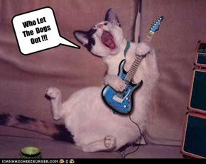 Who Let The  Dogs Out !!!