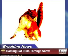 Breaking News - Flaming Cat Runs Through Snow