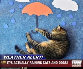 WEATHER ALERT! - IT'S ACTUALLY RAINING CATS AND DOGS!