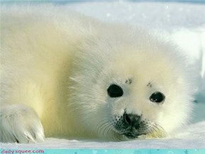 Bright little seal!