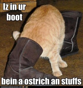 Ostrich Kitteh
