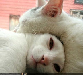 Cyoot Kitteh of teh Day: Fankies 4 Halpin Wiff Mah Fayse Lift, Nap Buddee!