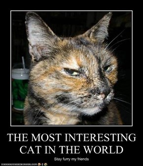 THE MOST INTERESTING CAT IN THE WORLD