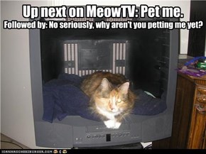 Up next on MeowTV: Pet me.