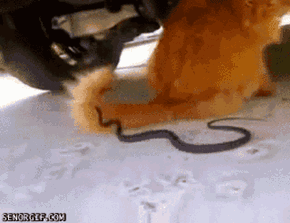 Garfield Vs. Kaa