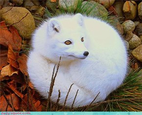 Ball of Fox Love