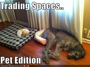 Trading Spaces..  Pet Edition